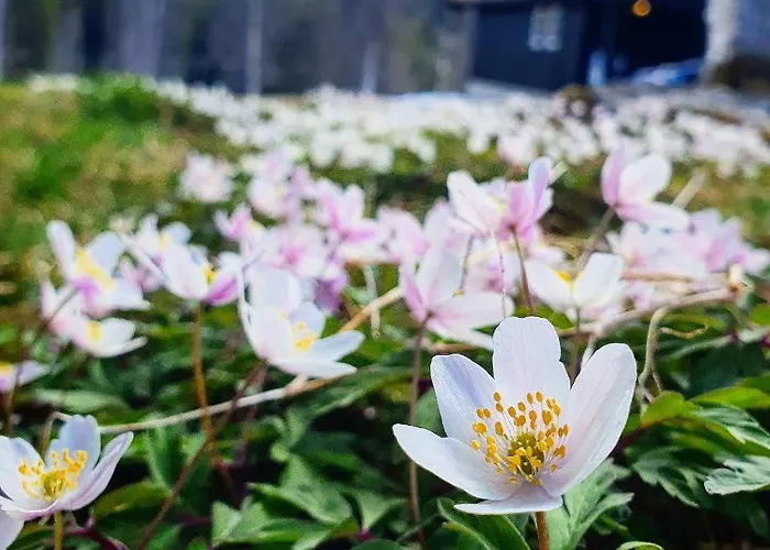 Groven Camping&hyttegrend Lodger *